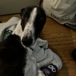 Un American Staghound allong&eacute; sur une couverture et regardant vers la cam&eacute;ra