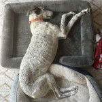 Un American Staghound allong&eacute; sur un panier et semblant dormir