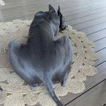 Un American Staghound allong&eacute; de dos sur un tapis 