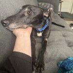 Un American Staghound allong&eacute; sur un canap&eacute; et portant un collier au cou