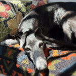 Un American Staghound allong&eacute; sur un lit et regardant vers la cam&eacute;ra