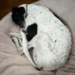 Un American Staghound allong&eacute; sur un panier et portant un collier au cou