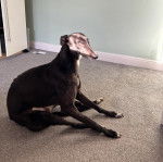 Un American Staghound assis sur une moquette
