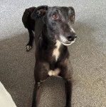 Un American Staghound allong&eacute; sur une moquette