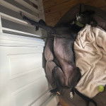 Un American Staghound allong&eacute; de dos sur un panier et regardant vers la cam&eacute;ra