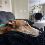 Un American Staghound allong&eacute; sur un canap&eacute;