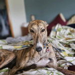 Un American Staghound allong&eacute; sur un lit et portant un collier au cou