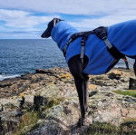 Un American Staghound sur un terrain rocailleux et portant un manteau pour chien