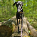 Un American Staghound marchant sur un tronc d'arbre et tenu en laisse