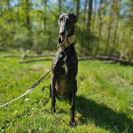 Un American Staghound assis sur un terrain herbeux et tenu en laisse