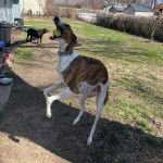 Un American Staghound sur un terrain herbeux portant un collier autour du cou et tenant une balle dans sa gueule