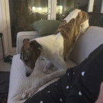 Un American Staghound allong&eacute; sur un canap&eacute;