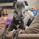 Un American Staghound allong&eacute; sur un canap&eacute; et portant un collier au cou