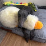 Un American Staghound allong&eacute; sur un lit regardant vers la cam&eacute;ra