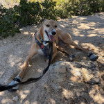 Un American Staghound allong&eacute; sur un terrain sableux portant un harnais et tenu en laisse 