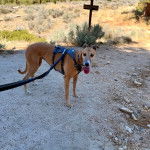 Un American Staghound sur un terrain sableux portant un harnais et tenu en laisse