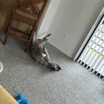 Un American Staghound allong&eacute; sur une moquette