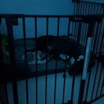 Un American Staghound dormant sur un panier &agrave; l'int&eacute;rieur d'une cage