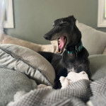 Un American Staghound allong&eacute; sur un lit et ayant la gueule ouverte