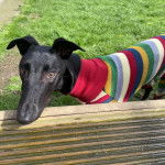 Un American Staghound sur un terrain herbeux et portant un manteau pour chien