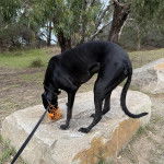 Un American Staghound sur une roche et tenu en laisse