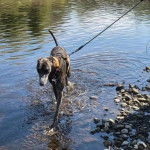 Un American Staghound marchant dans l'eau et tenu en laisse
