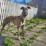 Un American Staghound dans un enclos et portant un collier autour du cou