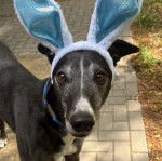 Un American Staghound sur un sol carrel&eacute; et regardant vers la cam&eacute;ra
