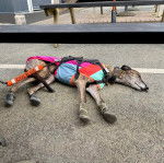 Un American Staghound allong&eacute; sur un terrain b&eacute;tonn&eacute; et portant un harnais