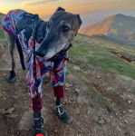 Un American Staghound sur une montagne et portant un habit pour chien