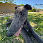 Un American Staghound allong&eacute; sur un terrain herbeux