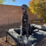 Un American Staghound assis sur un lit et portant un collier au cou