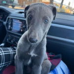 Un American Staghound assis dans un v&eacute;hicule