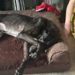 Un American Staghound allong&eacute; sur un canap&eacute;