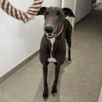 Un American Staghound dans un appartement et portant un collier au cou