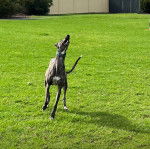 Un American Staghound courant sur un terrain gazonn&eacute; 