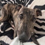 Un American Staghound allong&eacute; sur un canap&eacute; et mordant un coussin