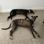 Deux American Staghound allong&eacute;s sur un sol carrel&eacute;