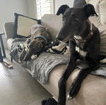 Deux American Staghound allong&eacute;s sur un canap&eacute;