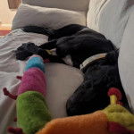 Un American Staghound allong&eacute; sur un canap&eacute; et semblant dormir