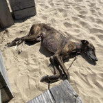 Un American Staghound allong&eacute; sur une surface sableuse et tenu en laisse