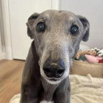 Un American Staghound regardant vers la cam&eacute;ra