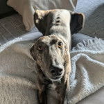 Un American Staghound allong&eacute; sur un grand coussin