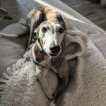 Un American Staghound allong&eacute; sur un grand coussin et portant un collier au cou