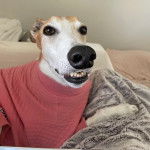 Un American Staghound allong&eacute; sur un canap&eacute; et portant un habit pour chien