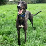 Un American Staghound sur un terrain herbeux portant un collier et tirant la langue