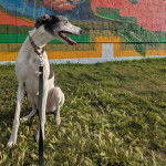 Un American Staghound assis sur un terrain herbeux et tenu en laisse