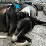 Un American Staghound allongé sur un lit portant un harnais et semblant dormir