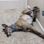 Un American Staghound allongé sur une moquette