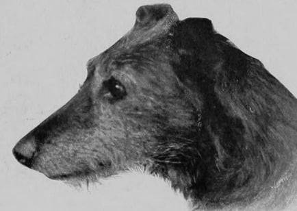 Photo American Staghound
